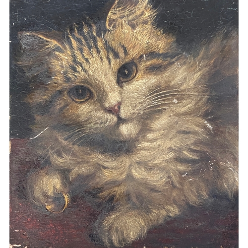 328 - A late 19th/early 20th century oil on board study of a tabby cat, signed Mary Hodgson, 16x14.5cm

Pr... 