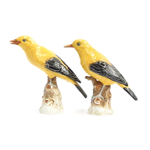 177 - Two Dresden porcelain Oriole bird figures, 17cm high and 16cm high

Provenance: from the estate of t... 