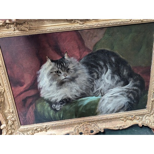 329 - A late 19th century/early 20th century oil on canvas of a fluffy Maine Coon cat, monogrammed CJ, 40x... 