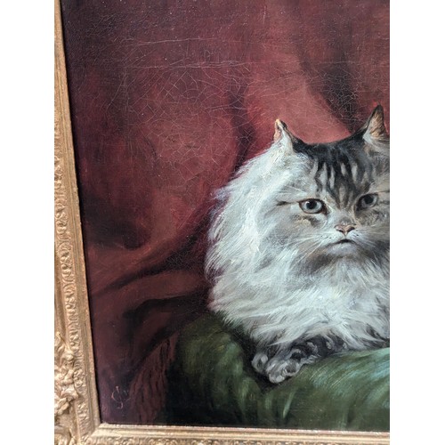 329 - A late 19th century/early 20th century oil on canvas of a fluffy Maine Coon cat, monogrammed CJ, 40x... 