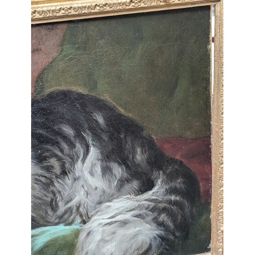 329 - A late 19th century/early 20th century oil on canvas of a fluffy Maine Coon cat, monogrammed CJ, 40x... 