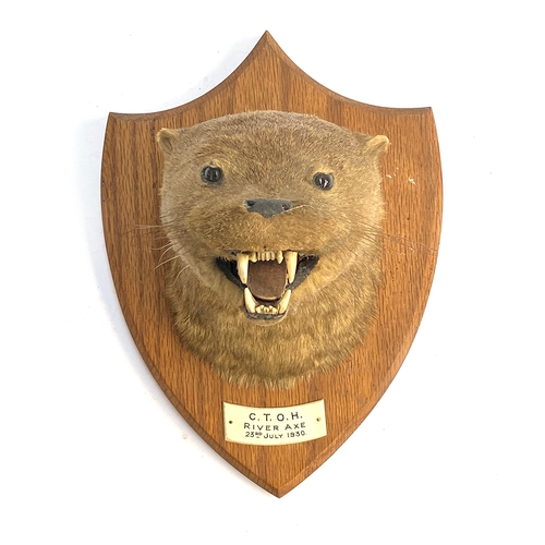 49 - Taxidermy interest: a mounted otter mask, the plaque reading 'C.T.O.H, 23rd July 1930' (Courtenay Tr... 