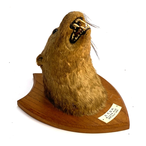 49 - Taxidermy interest: a mounted otter mask, the plaque reading 'C.T.O.H, 23rd July 1930' (Courtenay Tr... 