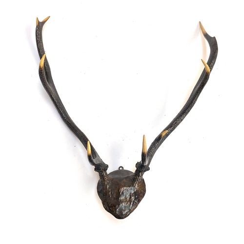 50 - Taxidermy: a set of mounted deer antlers, nine points, 55cmW