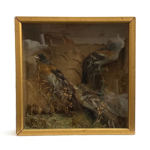 51 - Taxidermy interest: three birds in a naturalistic setting, the case 24cmH