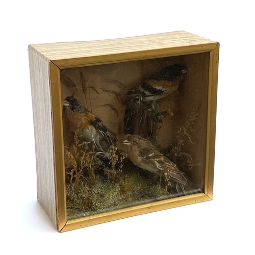 51 - Taxidermy interest: three birds in a naturalistic setting, the case 24cmH