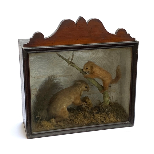 52 - Taxidermy interest: two red squirrels in a naturalistic setting, the glazed mahogany case with pedim... 