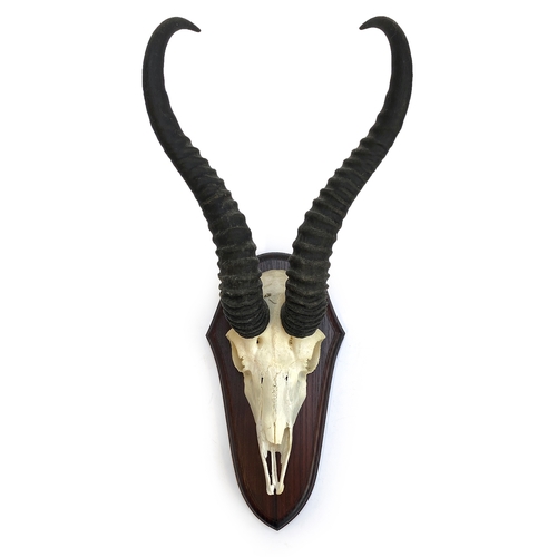 54 - Taxidermy: a set of springbok horns on cut skull mount and wooden shield