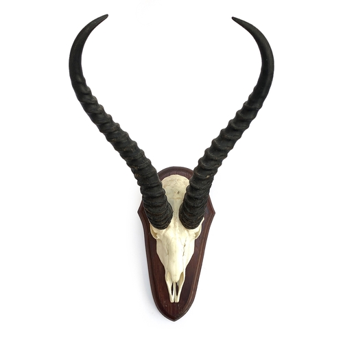 55 - Taxidermy: a set of springbok horns on cut skull mount and wooden shield