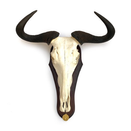 56 - Taxidermy: a wildebeest skull mount, Namibia, Gold medal class, 35cm point to point