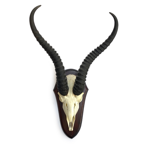 59 - Taxidermy: a set of springbok horns on cut skull mount and wooden shield