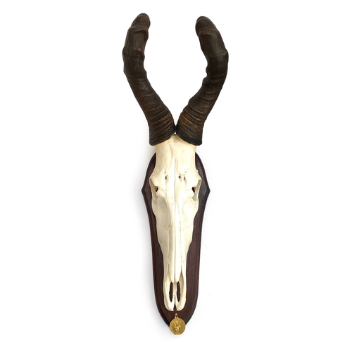 57 - A hartebeest cut upper skull mount, on wooden shield, Namibia, Gold medal class