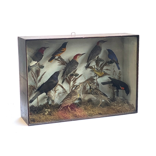 60 - Taxidermy: a collection of 10 taxidermy songbirds, within a glazed case and naturalist setting, to i... 