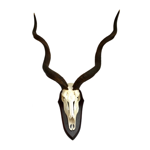 63 - Taxidermy: a Kudu upper cut skull mount on wooden sheild, approx. 4ft high