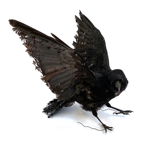 64 - Taxidermy: a crow, the wings raised, acquired from Get Stuffed, Taxidermists in 2019, for £300 + VAT