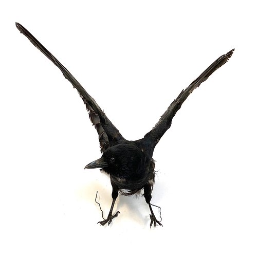 64 - Taxidermy: a crow, the wings raised, acquired from Get Stuffed, Taxidermists in 2019, for £300 + VAT