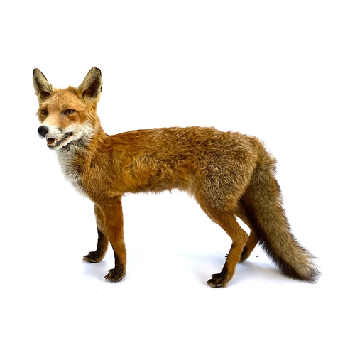 65 - Taxidermy: a fox, modelled standing, acquired from Get Stuffed, Taxidermists in 2019, for £625 + VAT