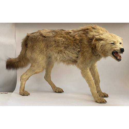 66 - Taxidermy: a timber wolf (carnis lupus), approx. 75cm high, acquired from Get Stuffed, Taxidermists ... 