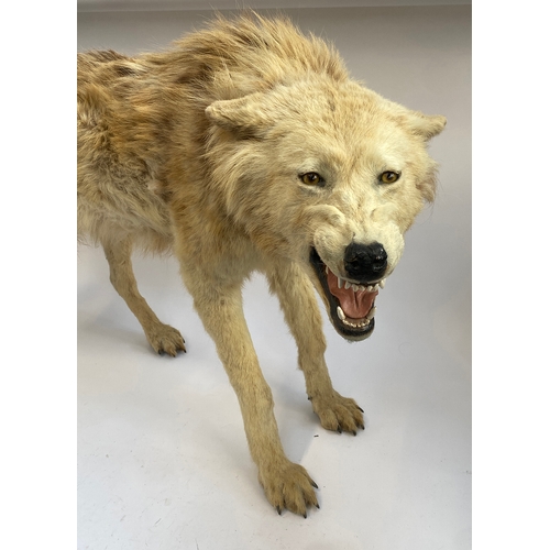 66 - Taxidermy: a timber wolf (carnis lupus), approx. 75cm high, acquired from Get Stuffed, Taxidermists ... 