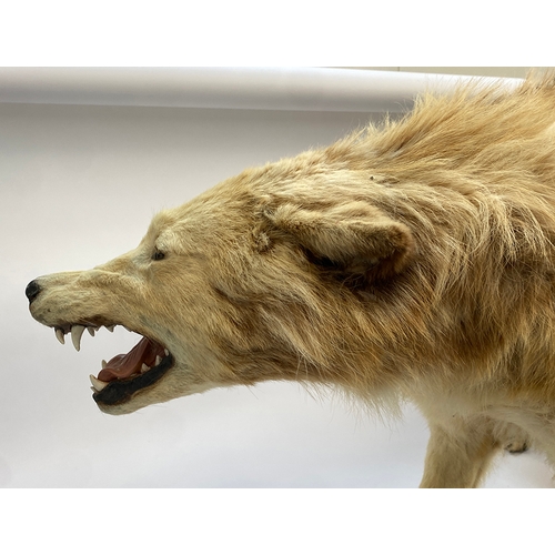 66 - Taxidermy: a timber wolf (carnis lupus), approx. 75cm high, acquired from Get Stuffed, Taxidermists ... 