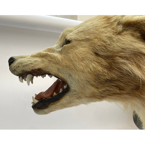 66 - Taxidermy: a timber wolf (carnis lupus), approx. 75cm high, acquired from Get Stuffed, Taxidermists ... 