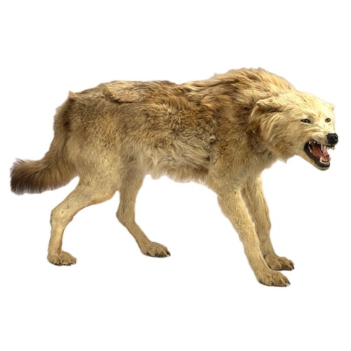 66 - Taxidermy: a timber wolf (carnis lupus), approx. 75cm high, acquired from Get Stuffed, Taxidermists ... 