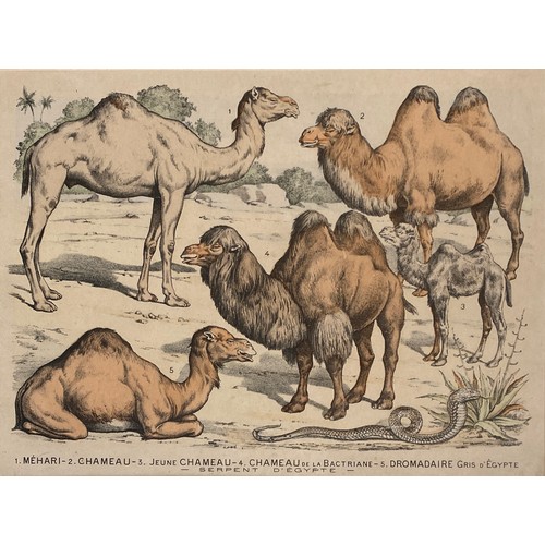 260 - After Gabriel Gostiaux (1838-1910), a set of twelve late 19th century hand coloured French prints of... 