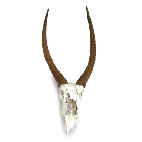 1210 - Taxidermy: a set of Lechwe antelope horns on skull, 29.5cm point to point