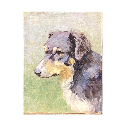 606 - An early 20th century study of Shetland Sheepdog, oil on canvas (unlaid), 18.5x13.5cm