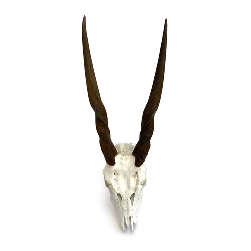 871 - Taxidermy: a set of Eland antelope horns on skull, 33cm point to point