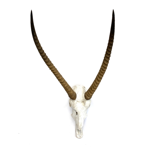 872 - Taxidermy: a set of Lechwe antelope horns on skull, 56cm point to point