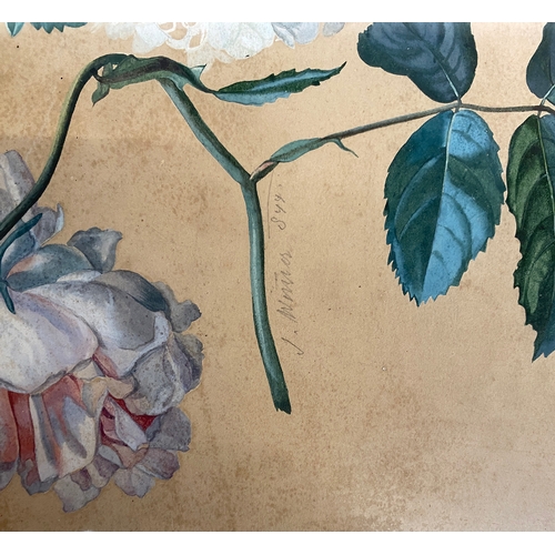 487 - A pair of 19th century botanical watercolour studies, one signed indistinctly in pencil, 34x24cm