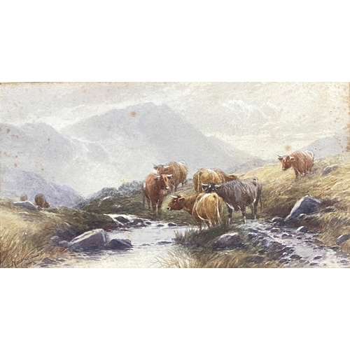 427 - Early 20th century watercolour of highland cattle, signed indistinctly and dated 1900, 15x28cm