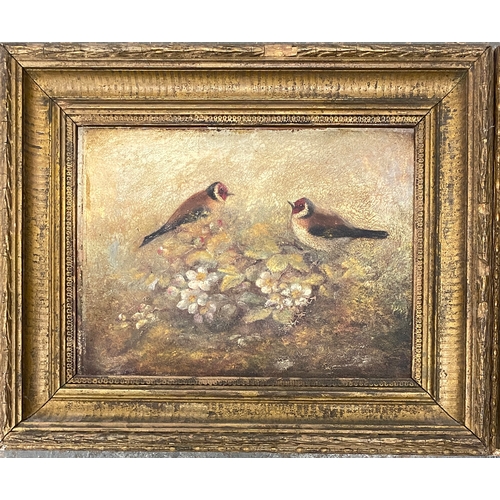 457 - 19th century oils, on board, two pairs of songbirds, each 22x29cm