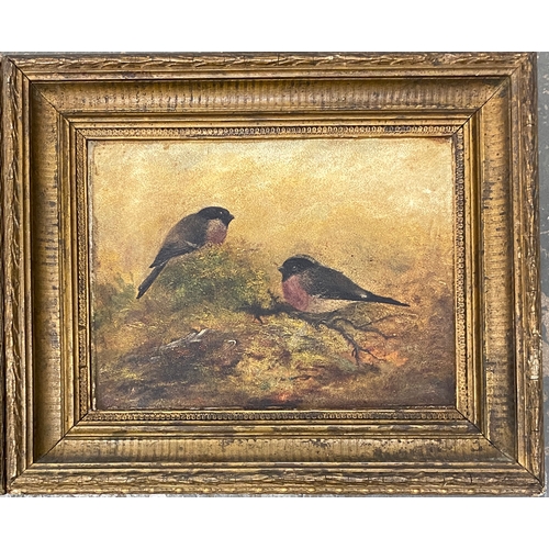 457 - 19th century oils, on board, two pairs of songbirds, each 22x29cm