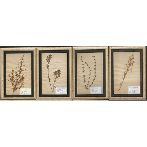 548 - Natural history interest: A set of eight glazed herbarium seed specimens c.1900, bearing labels for ... 