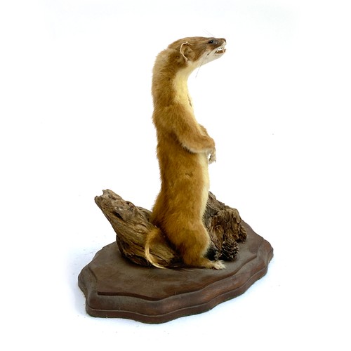 306A - Taxidermy interest: a Stoat (Mustela erminea), stood on hind legs upon a log, with teeth bared, appr... 