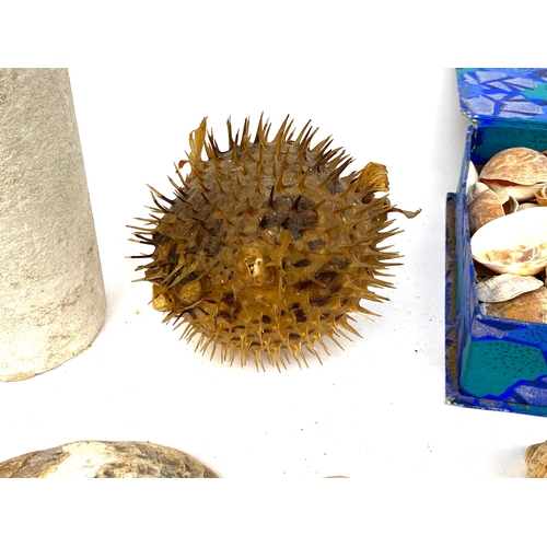 703 - Natural history interest: a collection of shells and fossils, pufferfish, sea urchin, etc