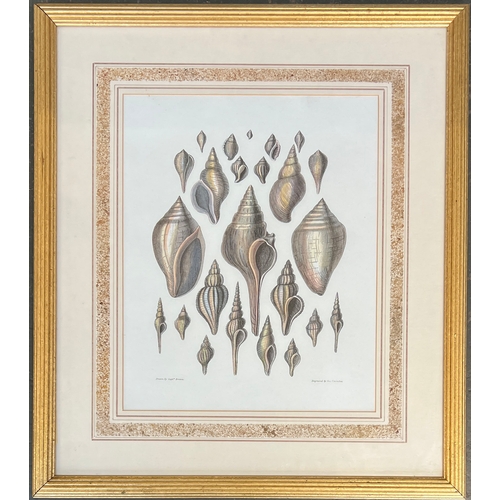 704 - A 19th century coloured engraving of seashells, George Cranston after Captain Brown, in a good paint... 