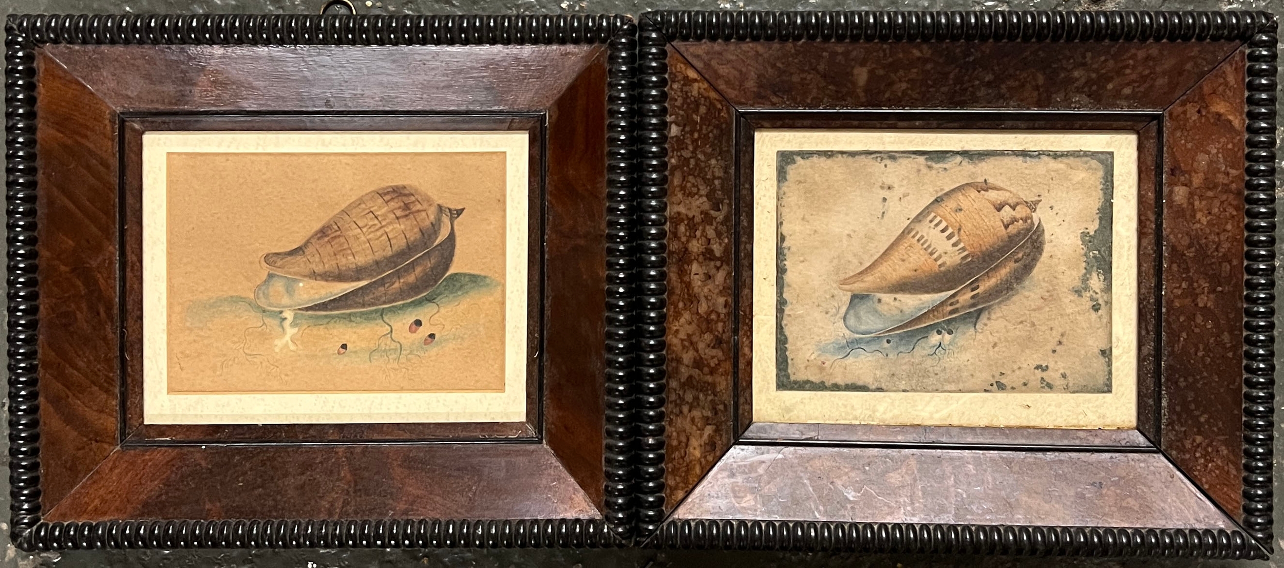 A pair of shell studies, in deep mahogany frames with beaded edges, one ...