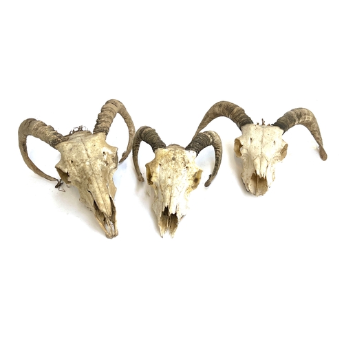 Lot 346       