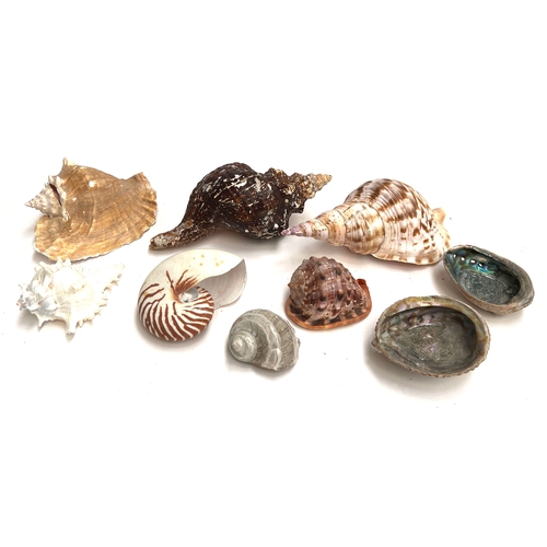 Natural history interest: a collection of shells to include conch ...