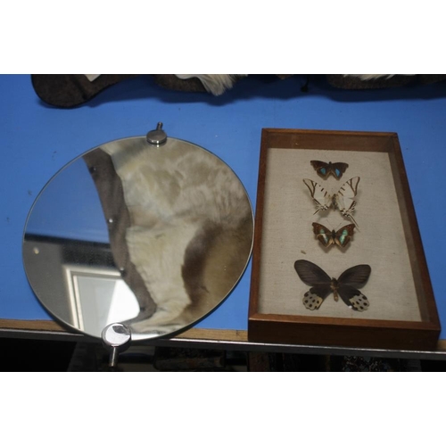 21 - AN OVAL MIRROR AND A SET OF MOUNTED, FRAMED BUTTERFLIES