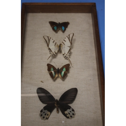 21 - AN OVAL MIRROR AND A SET OF MOUNTED, FRAMED BUTTERFLIES