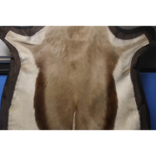 99A - A SPRINGBOK PELT