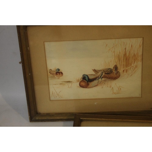 307 - THREE FRAMED AND GLAZED GAME BIRDS WATERCOLOURS AFTER ARCHIBALD THORBURN MONOGRAMMED HMW 1906