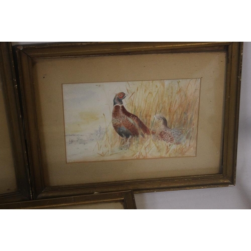 307 - THREE FRAMED AND GLAZED GAME BIRDS WATERCOLOURS AFTER ARCHIBALD THORBURN MONOGRAMMED HMW 1906