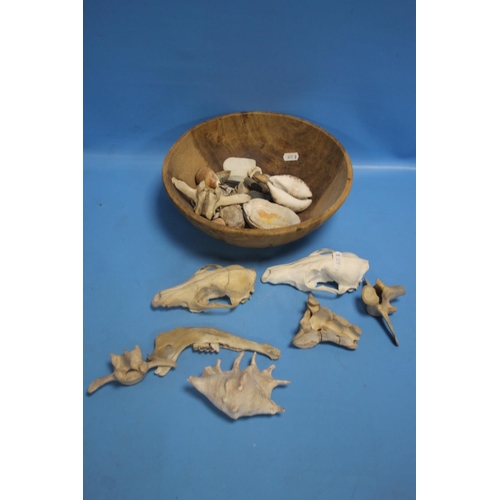 274 - A COLLECTION OF ASSORTED BONES, SHELLS ETC