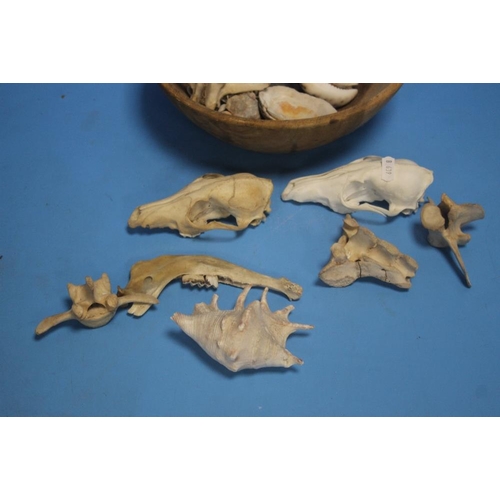 274 - A COLLECTION OF ASSORTED BONES, SHELLS ETC