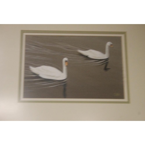 42 - A WATERCOLOUR OF SWANS SIGNED C HOPE 51 CM 43 CM